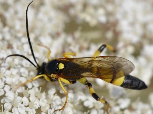 Réf. 242 119 : Ichneumon xanthorius